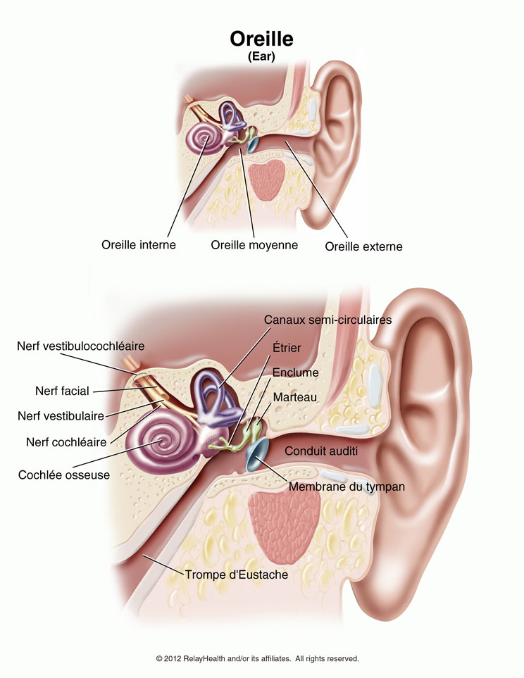 Oreille: Illustration