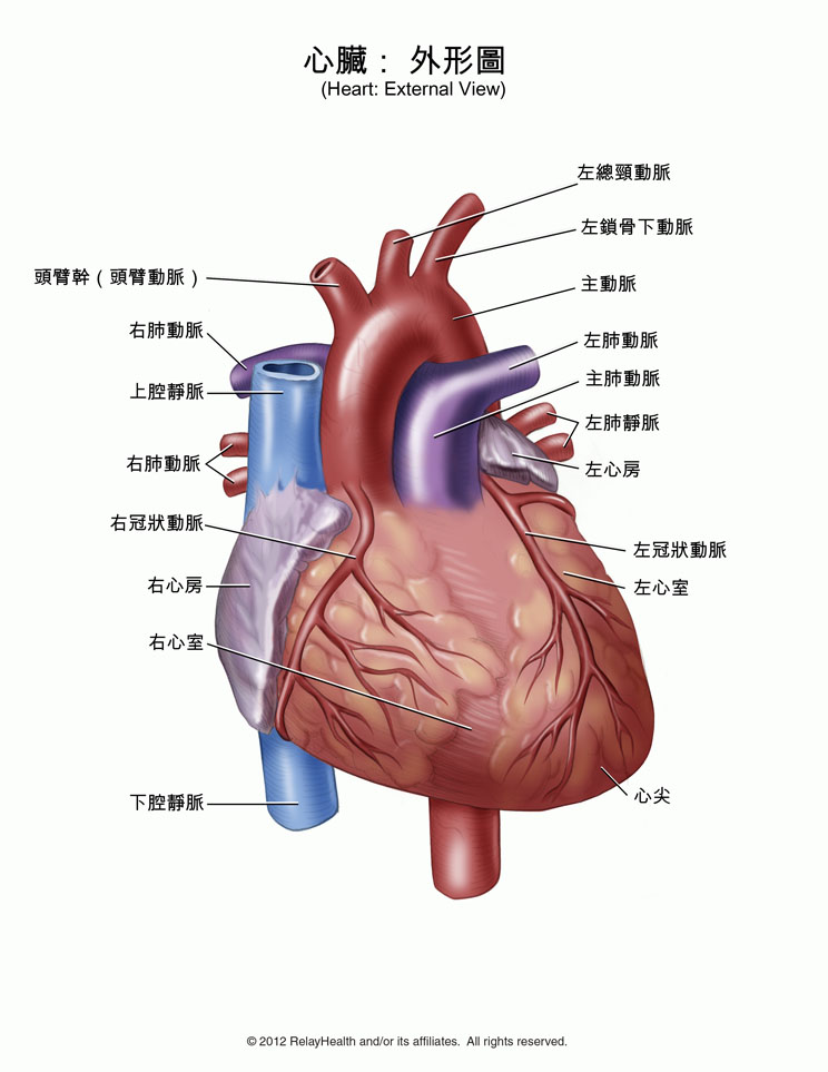 心臟： 外形圖 插圖
