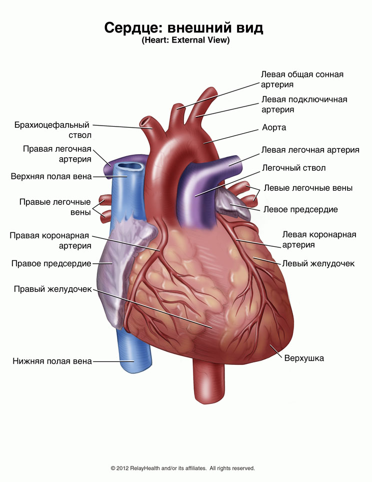 Сердце, внешний вид: иллюстрация