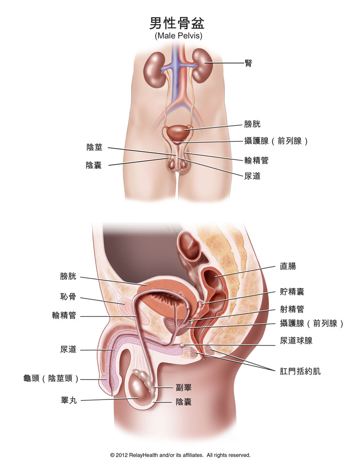 男性骨盆 插圖