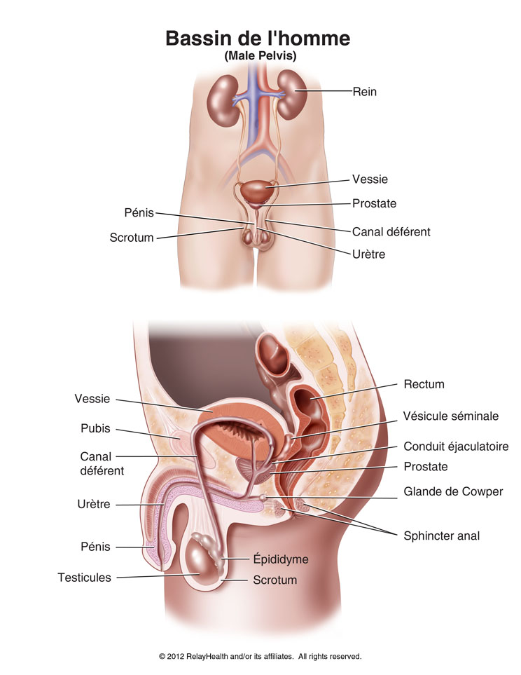 Bassin de l'homme: Illustration