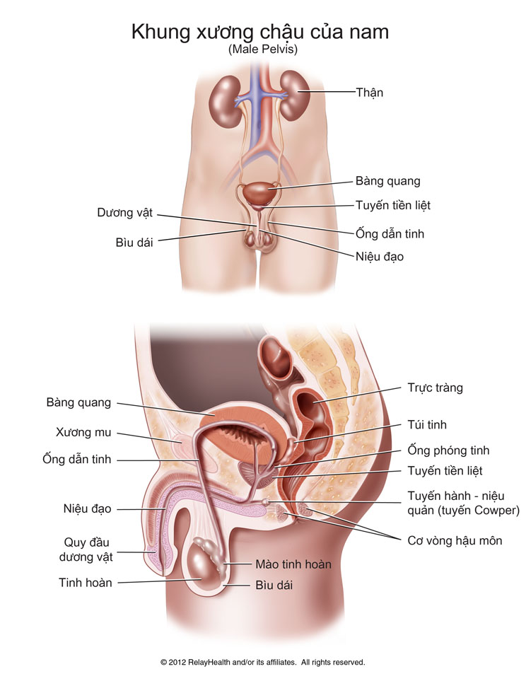 Khung xương chậu của nam: minh họa