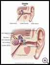 Thumbnail image of: Oreille: Illustration